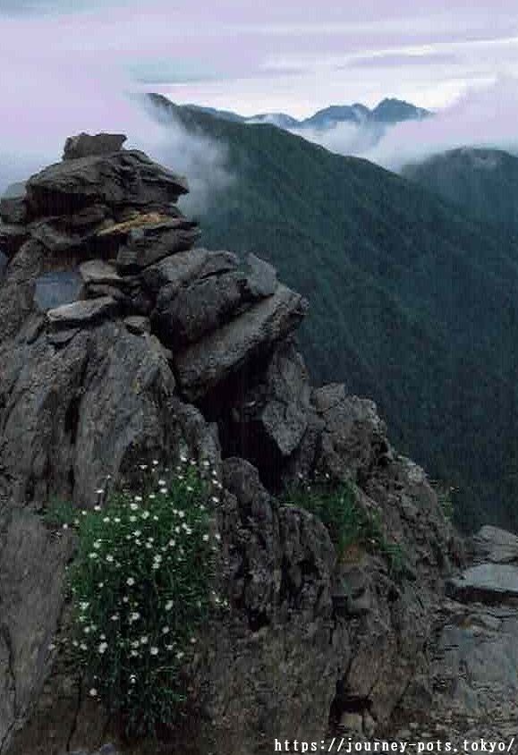 岩と花